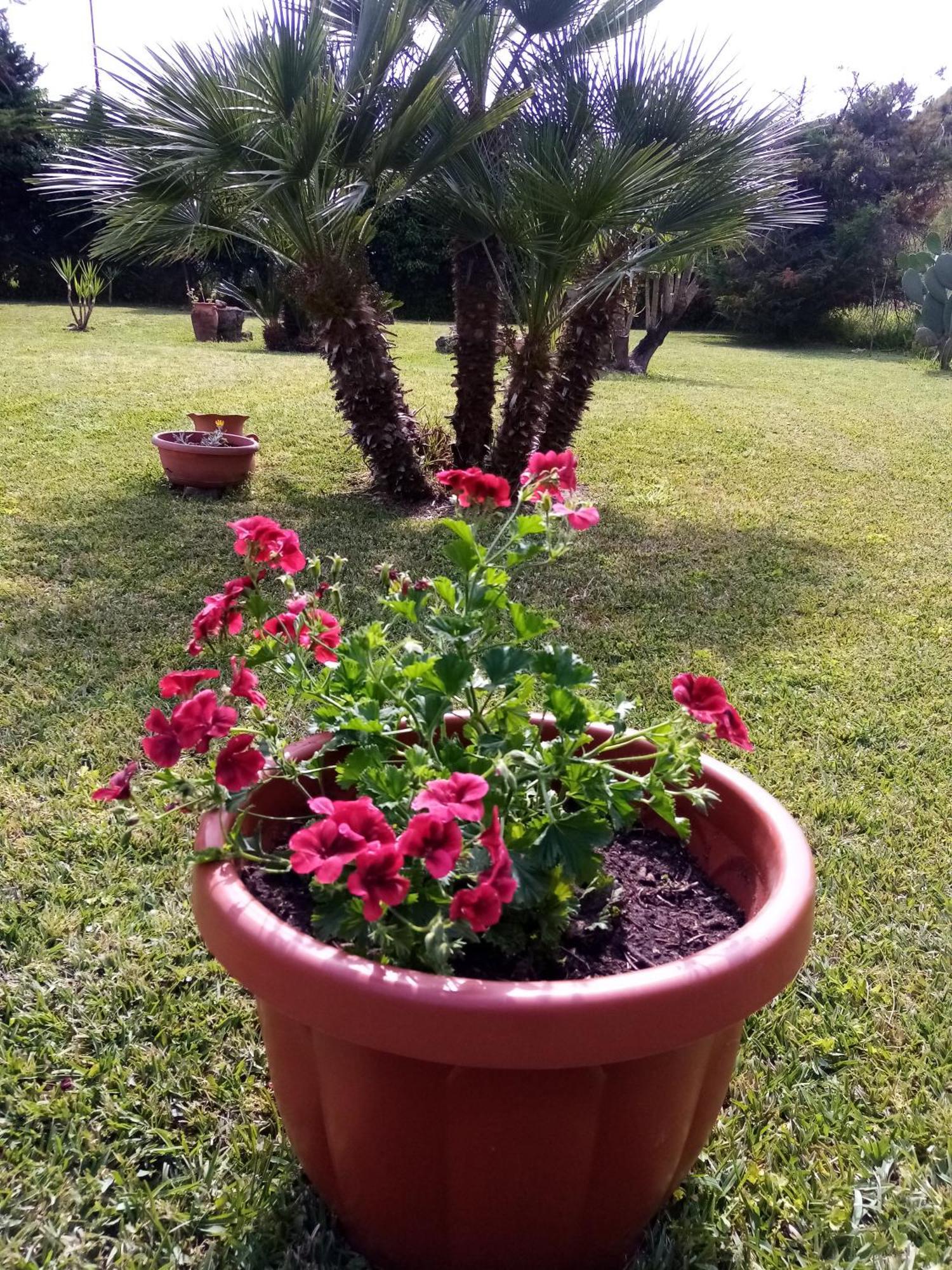 Mamena Bed and Breakfast Πέστουμ Εξωτερικό φωτογραφία